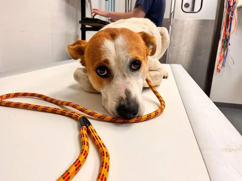 Catalina thumbnail 5