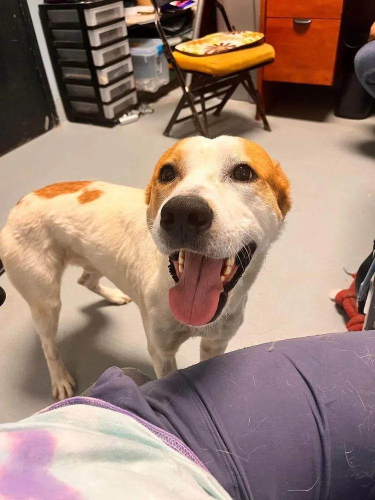 Catalina thumbnail 6