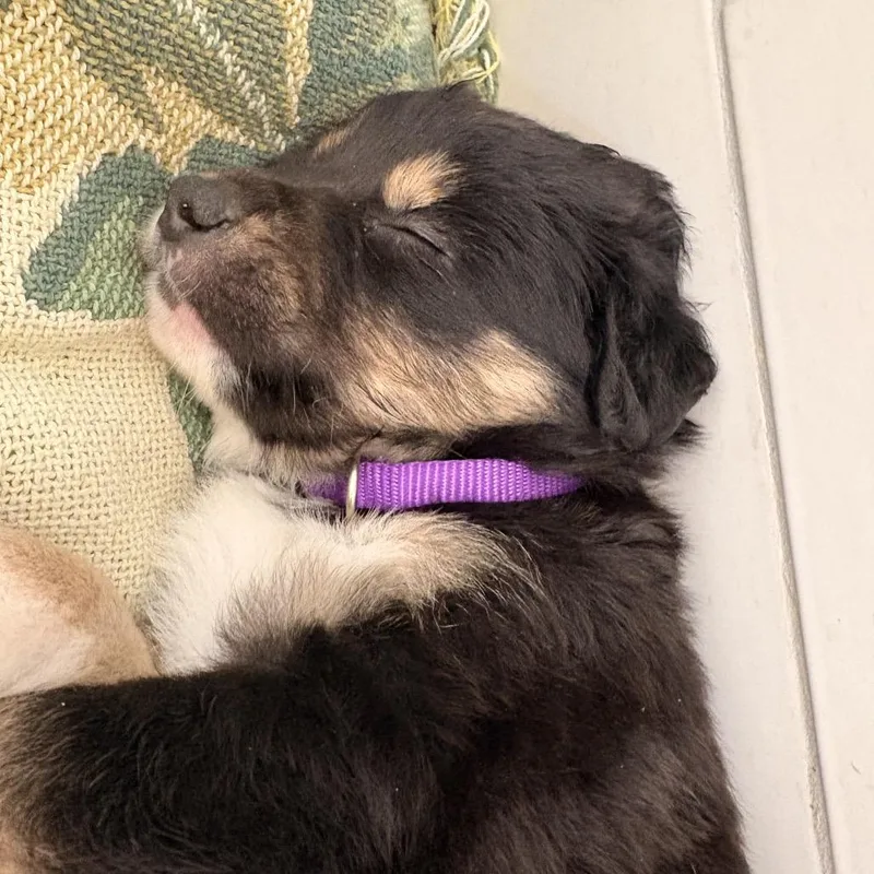 A baby large-sized male Black Mixed Breed dog named Mr. Darcy for adoption in Bellingham, WA