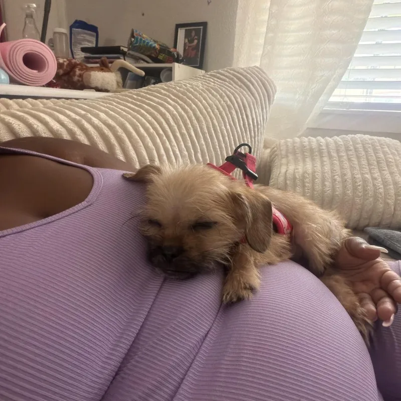 A baby small-sized male Yellow / Tan / Blond / Fawn Shih Tzu dog named Gus for adoption in Houston, TX