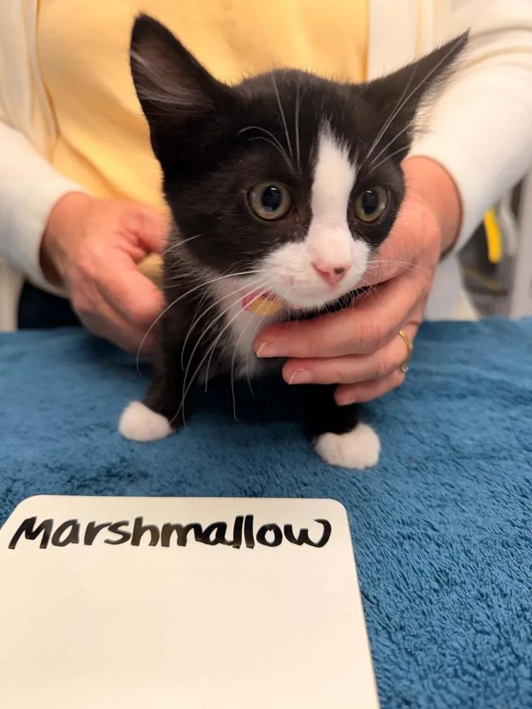A baby small-sized female Black & White / Tuxedo Domestic Short Hair cat named Marshmallow for adoption in Vancouver, WA