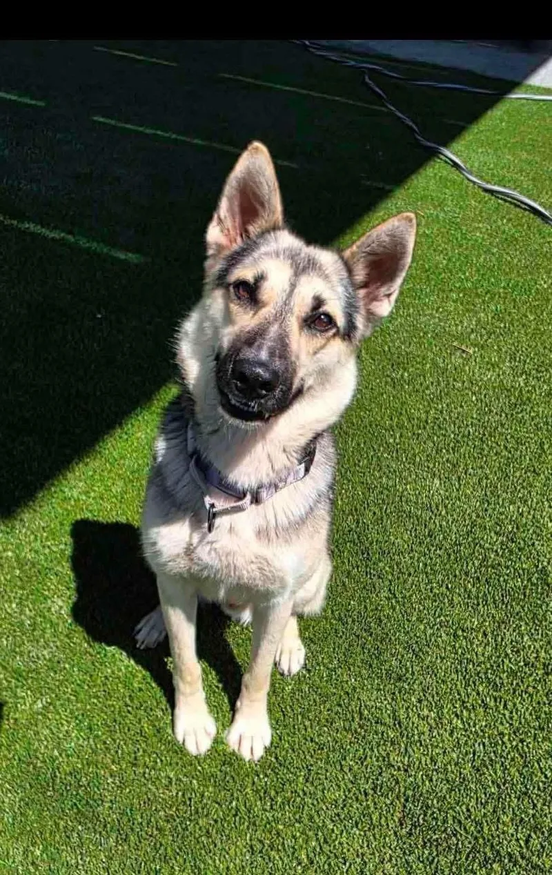 A young medium-sized male German Shepherd Dog dog named Colby for adoption in Jefferson City, MO