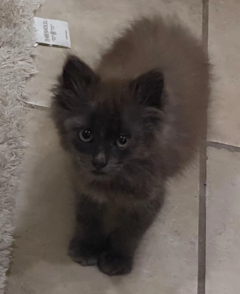 A baby small-sized female Domestic Long Hair cat named Hazy for adoption in Long Beach, CA