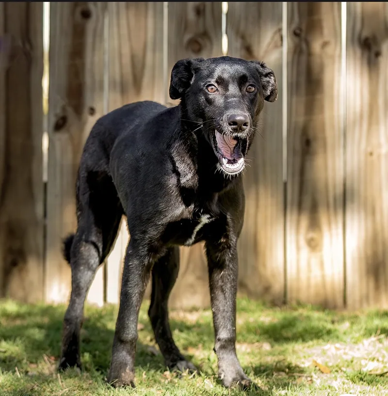 A young medium-sized female Black Labrador Retriever dog named Dolly for adoption in Tomball, TX