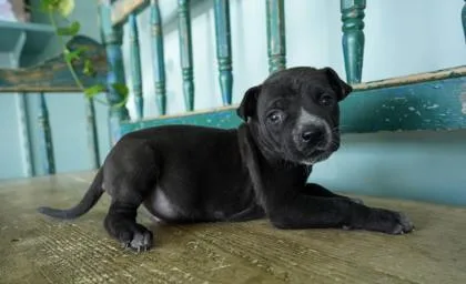 A baby small-sized male Catahoula Leopard Dog dog named Cinna for adoption in San Antonio, TX