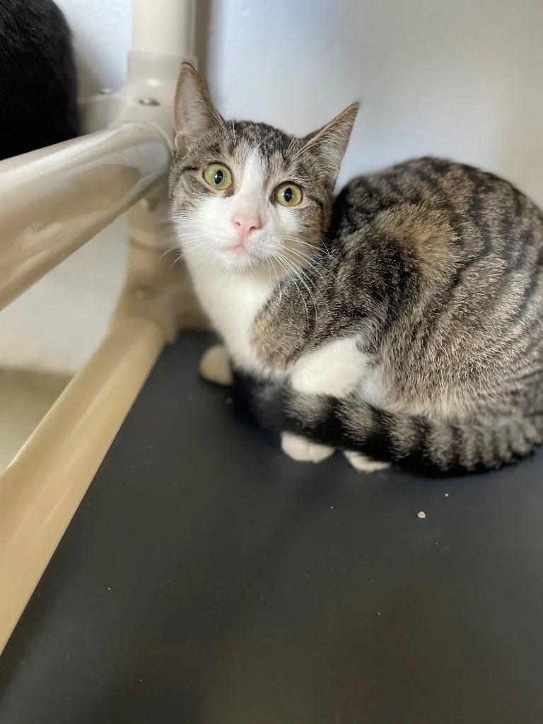 Franken Berry thumbnail 2