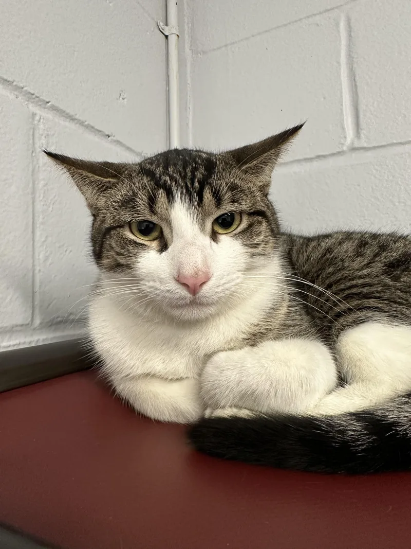 Franken Berry thumbnail 3