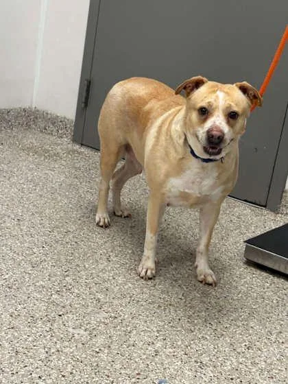 An adult large-sized female Mixed Breed dog named Creamsicle for adoption in Gastonia, NC