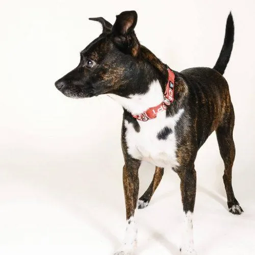 An adult small-sized male Black Rat Terrier dog named Simba  D for adoption in Frankfort, KY