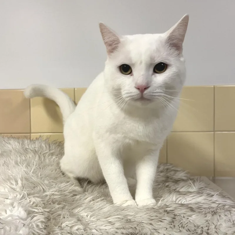 An adult large-sized male White Domestic Short Hair cat named Cloud for adoption in East Hampton, NY