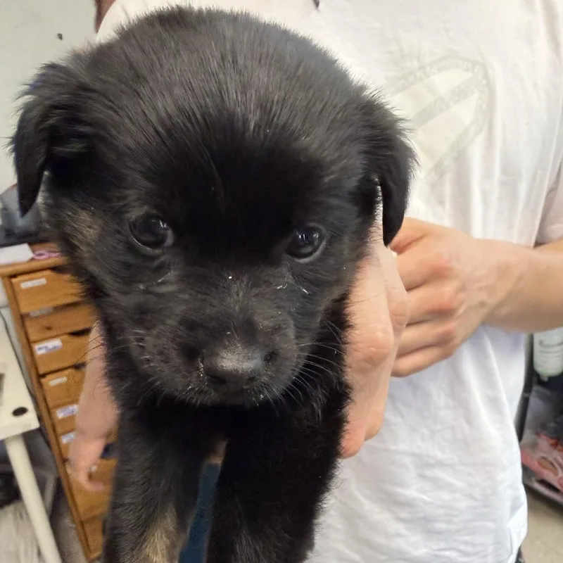A baby small-sized male Black Labrador Retriever dog named Crow for adoption in Austin, TX