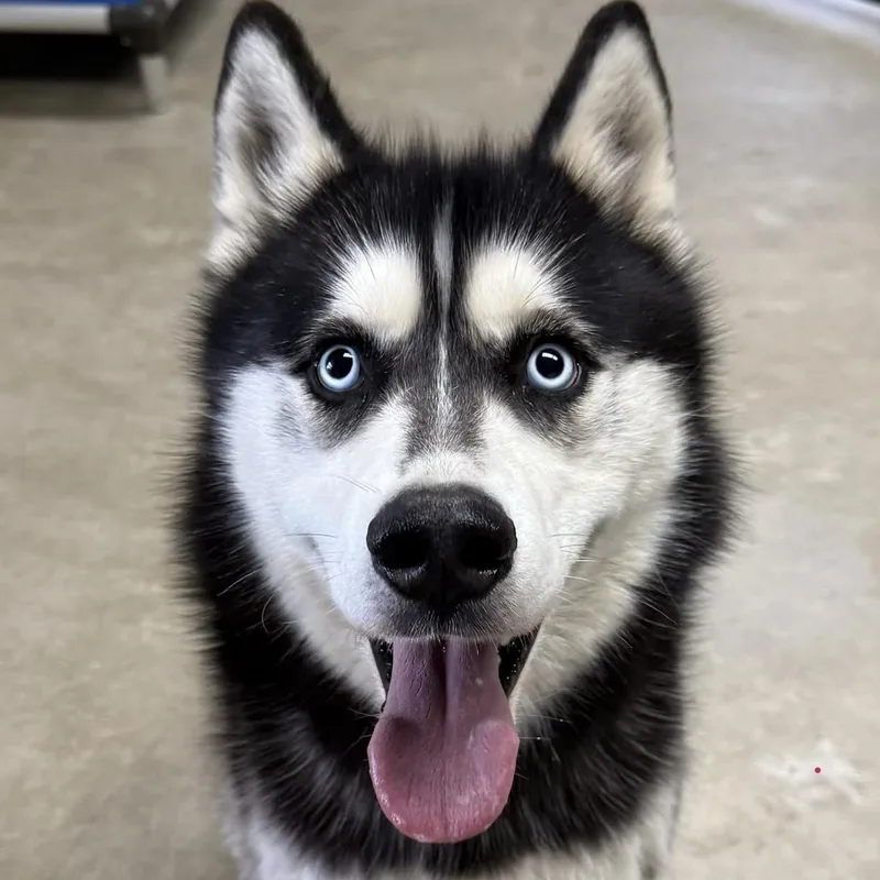 Connor