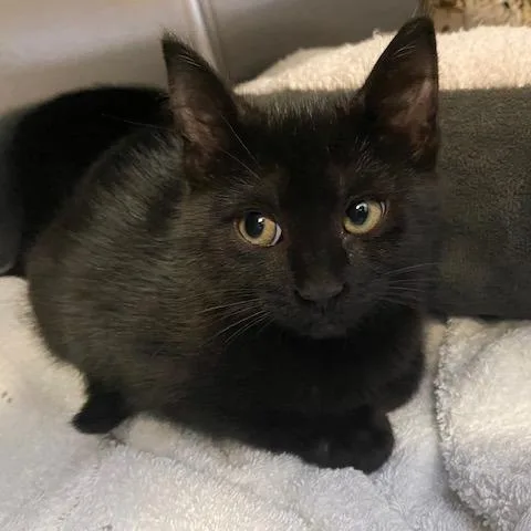 A baby small-sized female Black Domestic Short Hair cat named Tylee for adoption in Dayton, OH