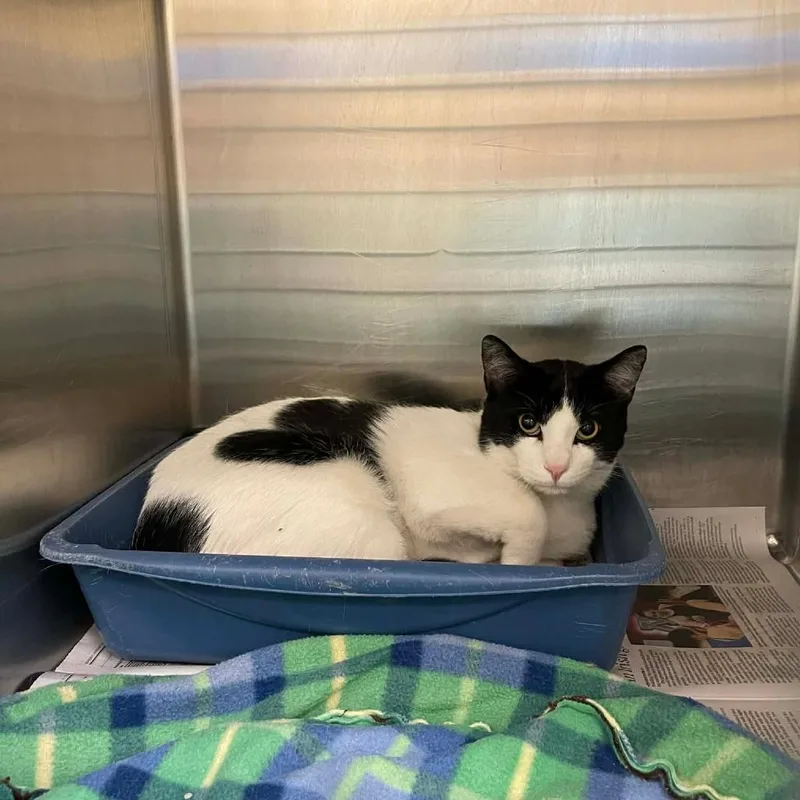 A young large-sized male Black Domestic Short Hair cat named Lando C for adoption in Princeton, MN