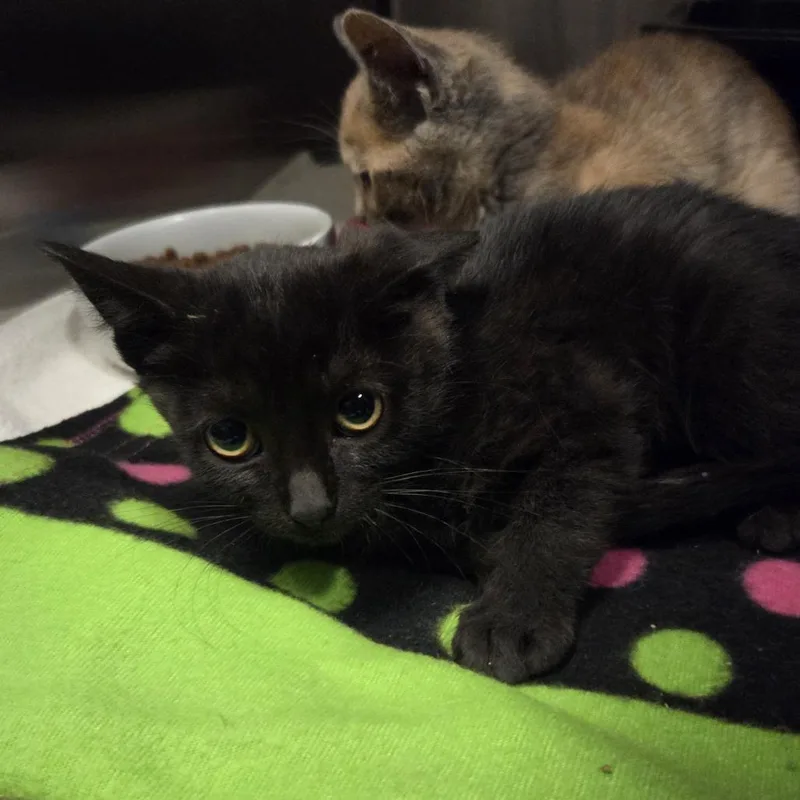 A baby small-sized male Black Domestic Short Hair cat named Donut for adoption in Hinsdale, IL