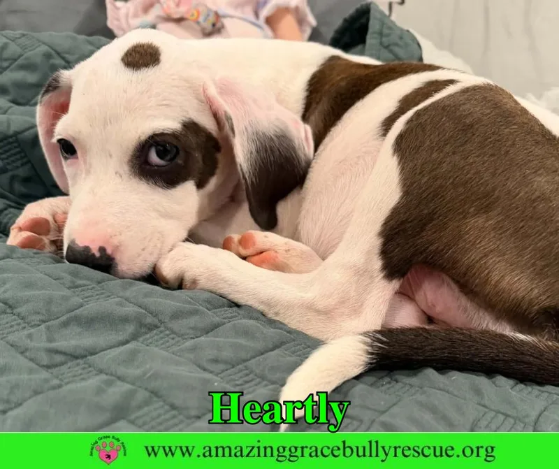 A baby large-sized female American Bulldog dog named Heartly for adoption in Pensacola, FL