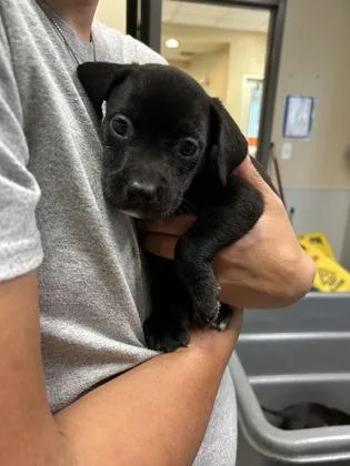 A young large-sized male Labrador Retriever dog named Odysseus for adoption in Kansas City, MO