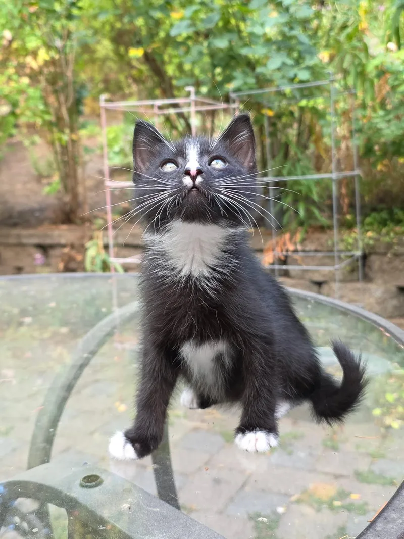 A baby medium-sized male Black & White / Tuxedo Domestic Long Hair cat named Peppercorn for adoption in Eugene, OR