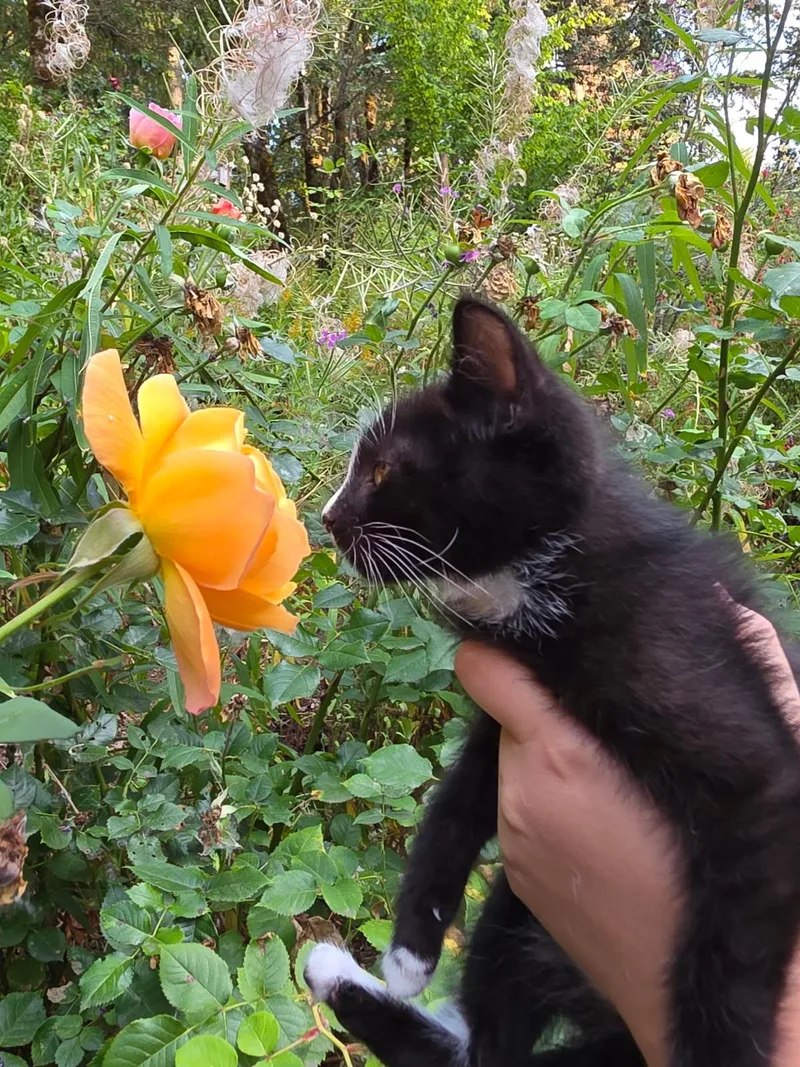 Peppercorn thumbnail 2