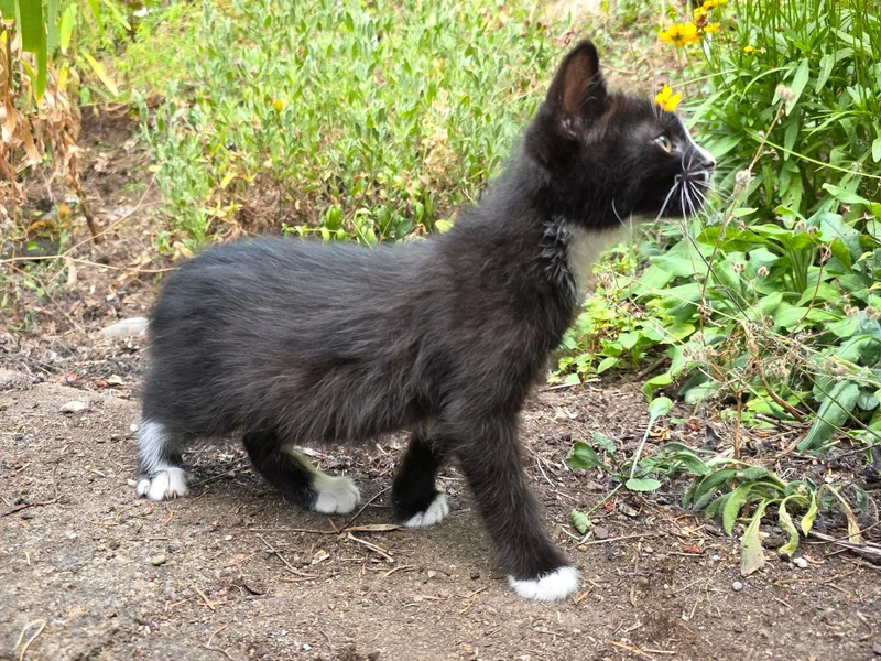 Peppercorn thumbnail 5