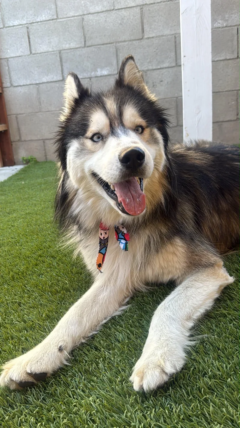 A young medium-sized male Gray / Blue / Silver Siberian Husky dog named Glacier for adoption in San Rafael, CA