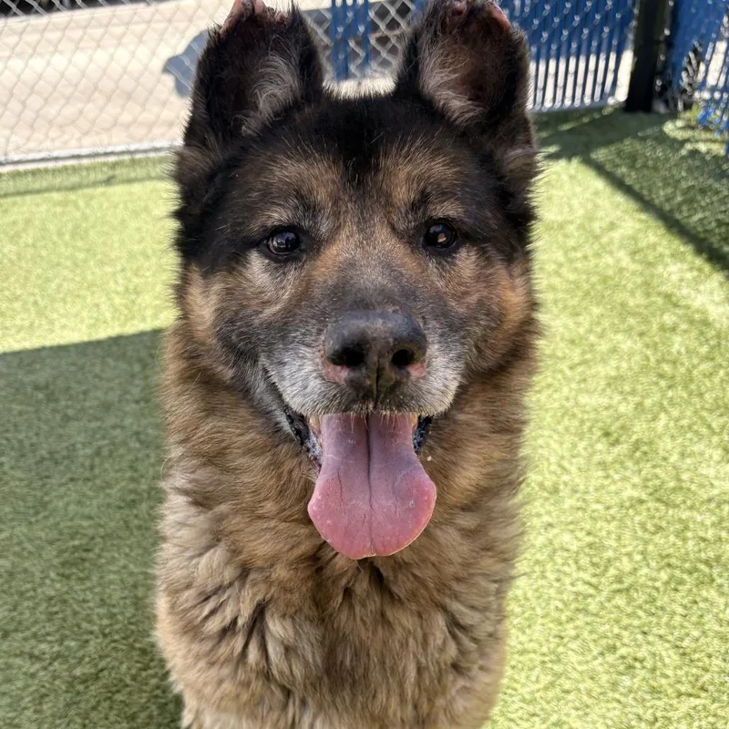 A senior large-sized male Brown / Chocolate Husky dog named Cain for adoption in Long Beach, CA