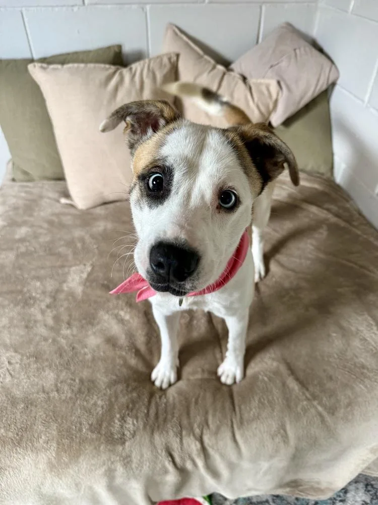 A young medium-sized female Terrier dog named Lilah for adoption in San Leon, TX