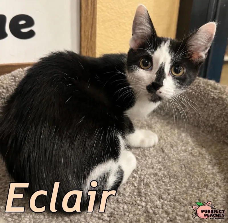 A baby medium-sized female Domestic Short Hair cat named Eclair for adoption in Douglasville, GA