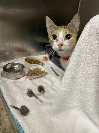 A young medium-sized female Domestic Short Hair cat named Corolla for adoption in Hobart, IN