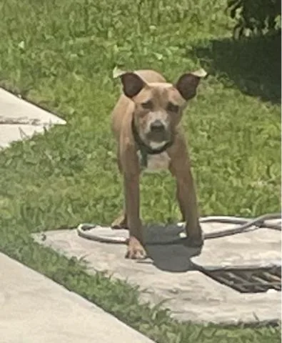 A young small-sized male Mixed Breed dog named Sancho for adoption in West Palm Beach, FL