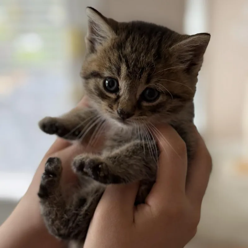 A baby small-sized male Brown / Chocolate Domestic Short Hair cat named Thistle for adoption in York, PA