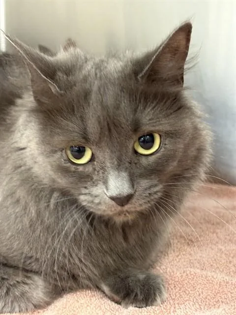 A young medium-sized female Domestic Medium Hair cat named Gracie for adoption in Upper Marlboro, MD