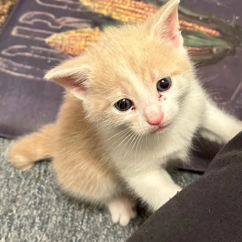 Chardonnay thumbnail 2