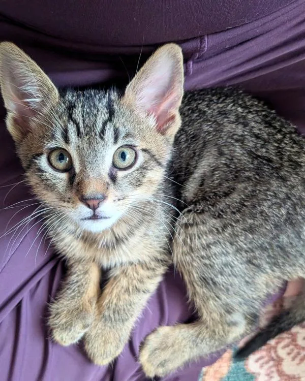 A baby small-sized male Domestic Short Hair cat named Pawbert for adoption in Novato, CA