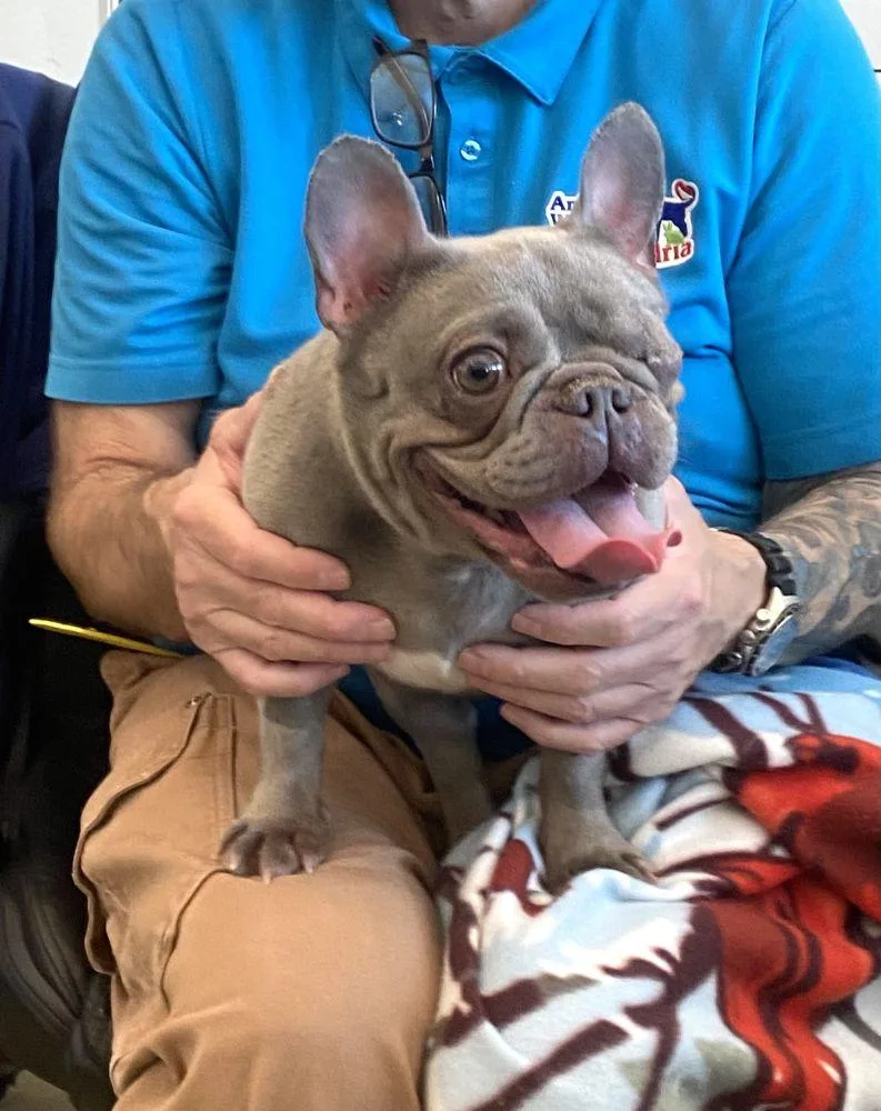 An adult small-sized female Gray / Blue / Silver Mixed Breed dog named Mcnuggie for adoption in Alexandria, VA