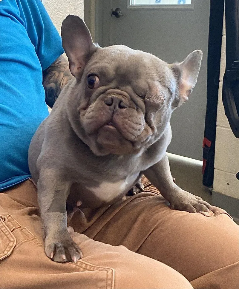 Mcnuggie thumbnail 2