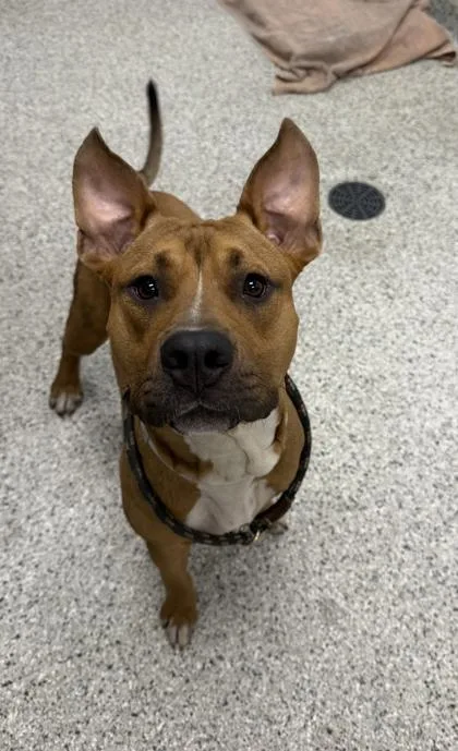 A young large-sized male Brown / Chocolate Pit Bull Terrier dog named Koda for adoption in Kansas City, MO