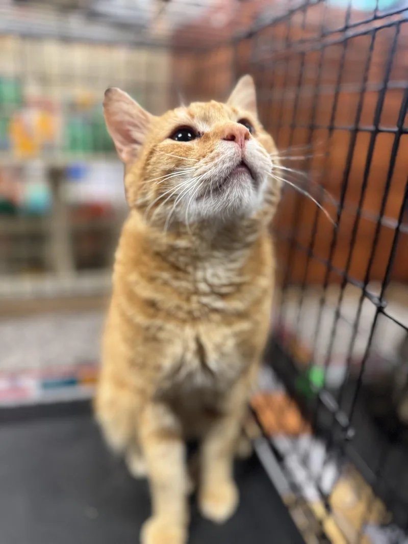 A young medium-sized male Orange / Red Domestic Short Hair cat named Rex for adoption in Brooklyn, NY