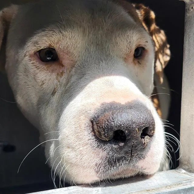 A young medium-sized male American Staffordshire Terrier dog named Caesar for adoption in San Antonio, TX