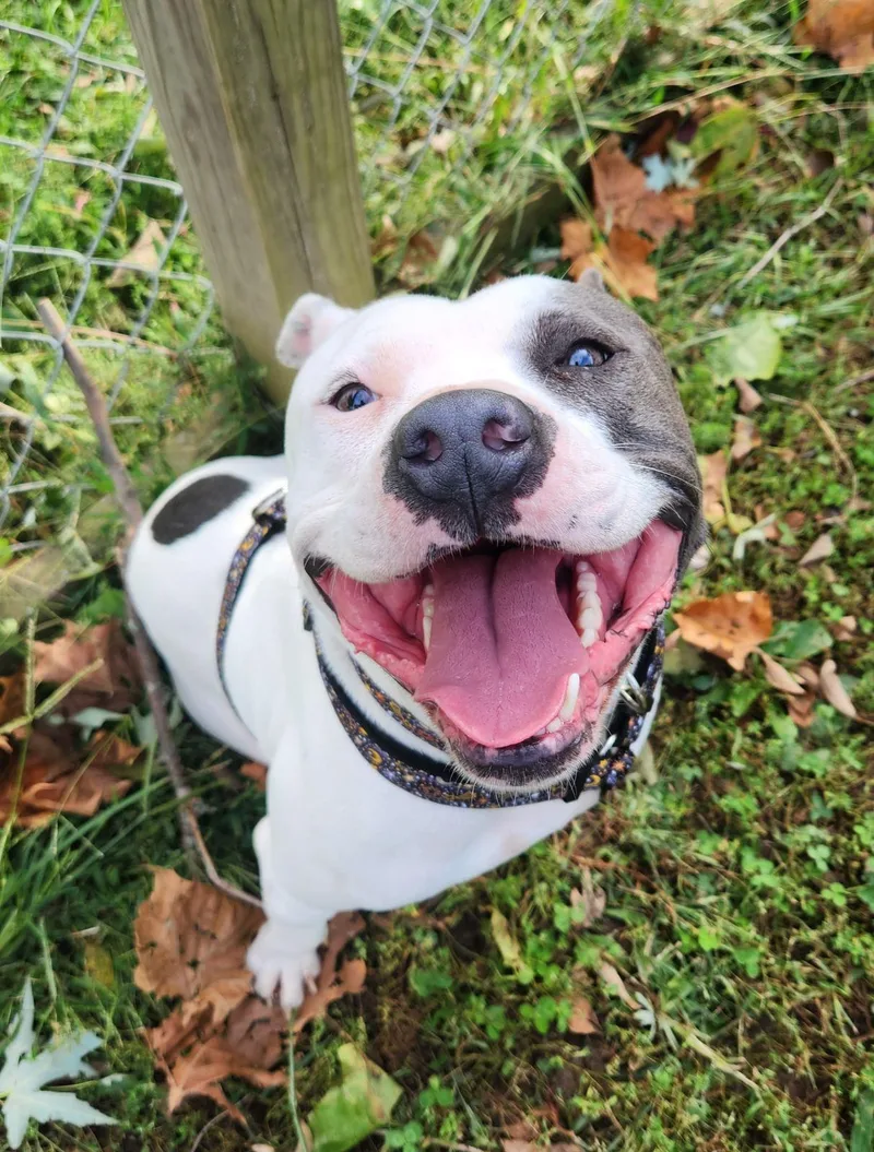 Optimus Prime thumbnail 2