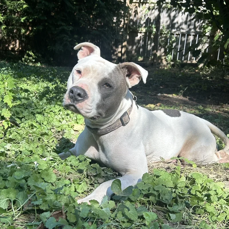 Optimus Prime thumbnail 3