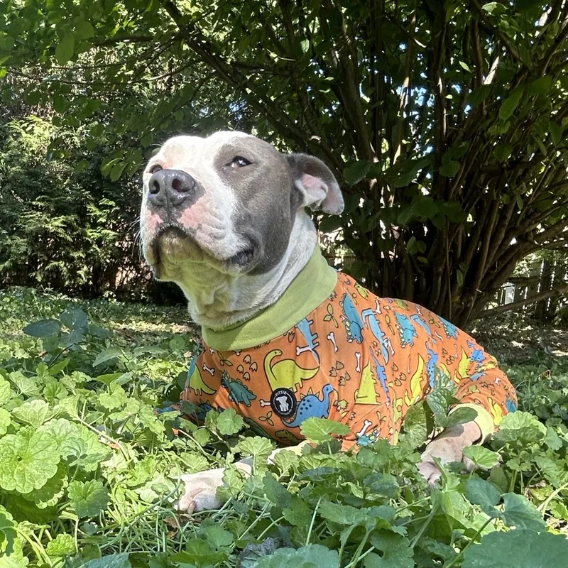 Optimus Prime thumbnail 4