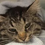 Snickers thumbnail 2