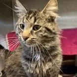 Snickers thumbnail 3