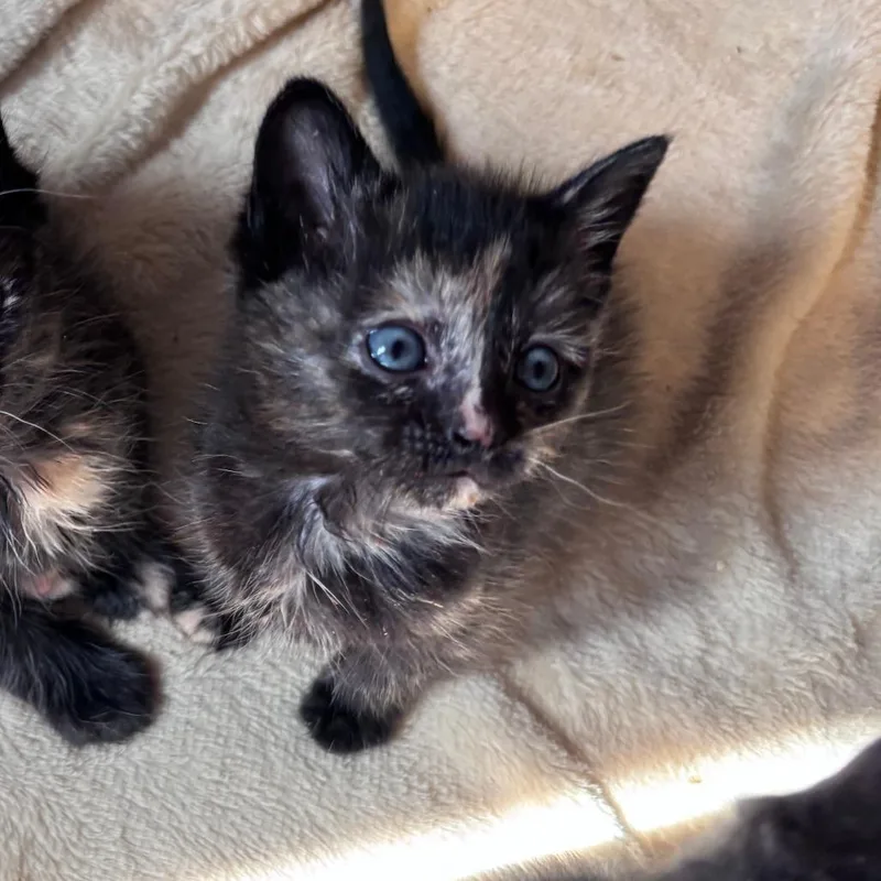A baby small-sized female Tortoiseshell Domestic Short Hair cat named Orchid for adoption in Brookfield, WI