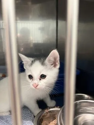 A baby small-sized male Domestic Short Hair cat named Paste for adoption in Fishers, IN
