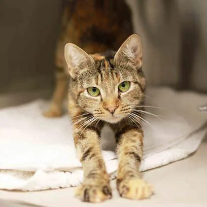 An adult small-sized female Orange / Red Domestic Short Hair cat named Franny for adoption in Atlanta, GA