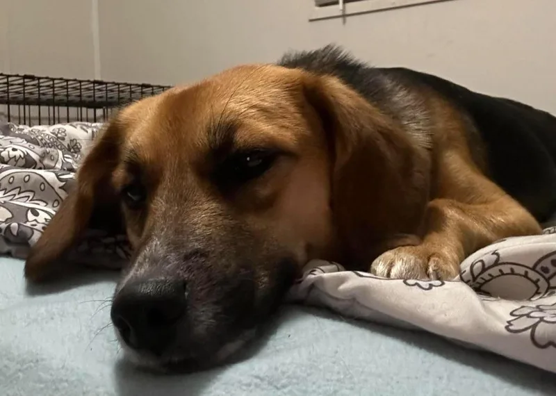 A young medium-sized female Beagle dog named Dua $ for adoption in Milwaukee, WI