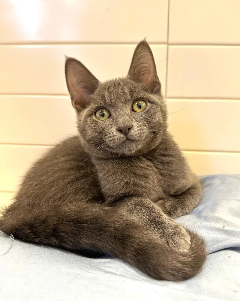 A baby medium-sized male Russian Blue cat named Mercury for adoption in New Orleans, LA