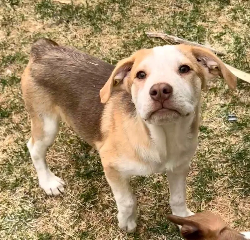 Raisin Cane thumbnail 2